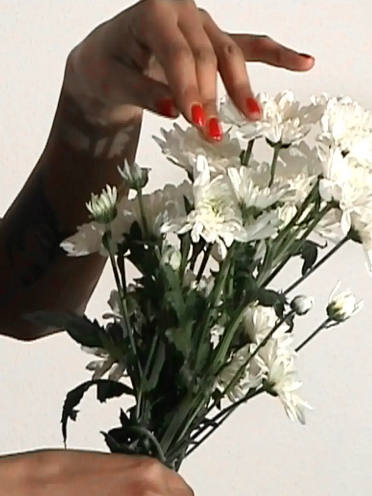 Close-up of hands with red nails picking petals from a white chrysanthemum bouquet — FRAFIMI x AZITA Understatement, Frankfurt 2020